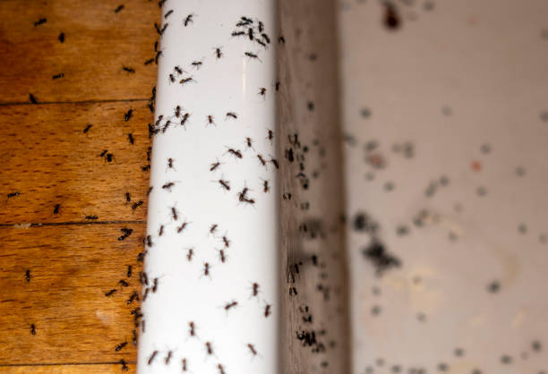 Best Local Pest Control Services  in Cimarron, KS