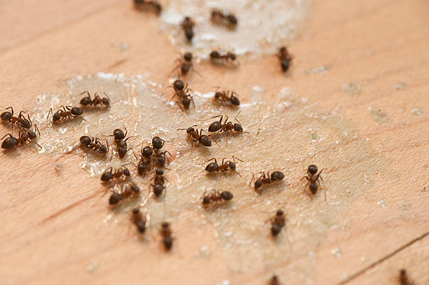 Best Termite Control Services  in Cimarron, KS