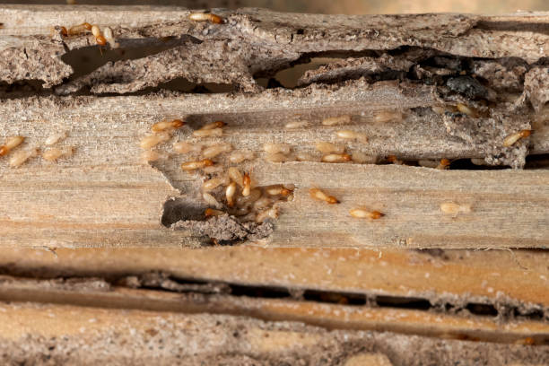 Best Commercial Pest Control Services  in Cimarron, KS