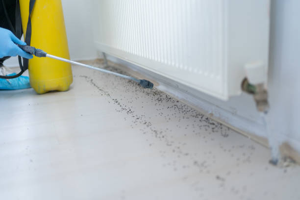 Best Rat Extermination Near Me  in Cimarron, KS